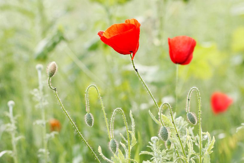 Mohnblumen von Marjo Snellenburg