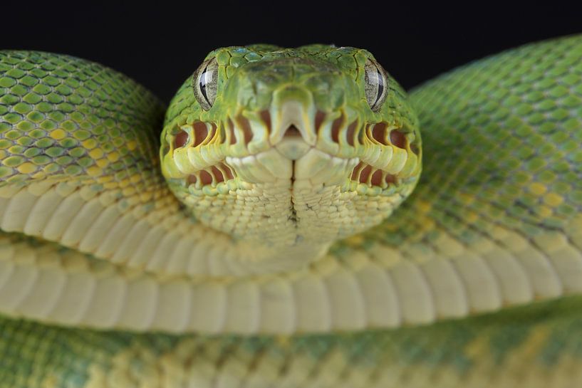 Grüne Hundskopfboa (Corallus caninus) von Ronald Pol