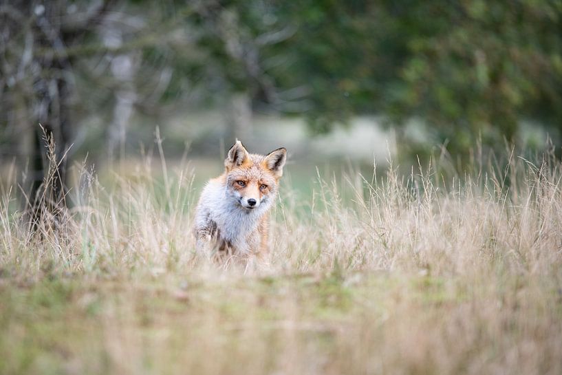Vos met boom | Wildlife Fotografie van Nanda Bussers