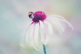 Bloem in pastel van Consala van  der Griend