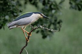 The Quack by Lex van Doorn