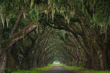 Alley of moss trees by Yen Do