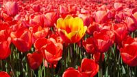 Die orange-rote Tulpe unter den anderen