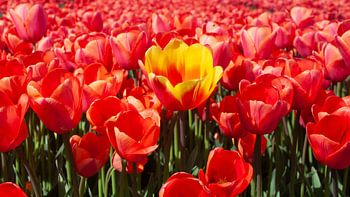 Die orange-rote Tulpe unter den anderen