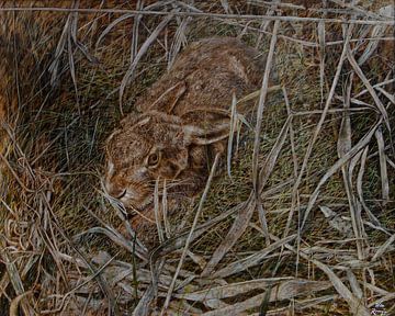 Hase im Deckung von Wim Romijn