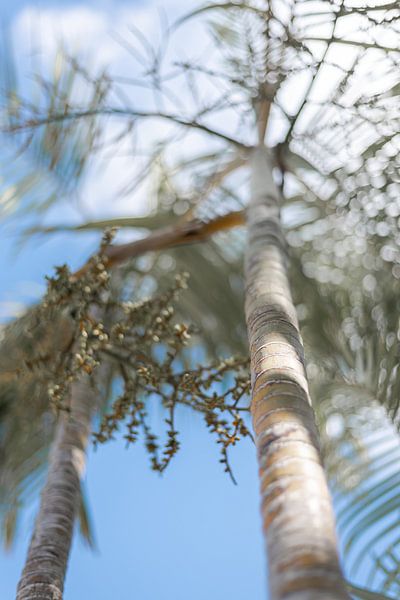 Hoog in de palmboom van DsDuppenPhotography
