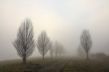 Bomen bij de Nellenburg boven Stockach met herfstmist - Landkreis Konstanz van BlattArt - Christine Horn