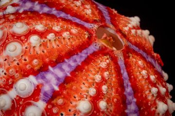 The colourful sea urchin by Roland Brack