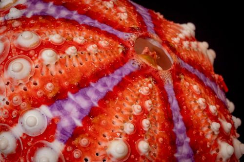The colourful sea urchin