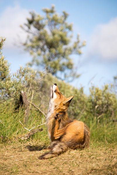 Red fox. by Robert Moeliker