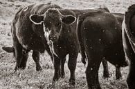 Zwarte koe kalveren van Thomas Marx thumbnail