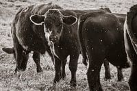 Black cow calves