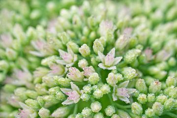 Pink Orpine With Morning Dew 08 by Iris Holzer Richardson