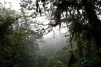 Cloud forest in Arenal