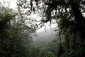 Nebelwald in Arenal