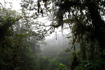 Nevelwoud in Arenal; bomen en bladeren jungle van Bianca ter Riet