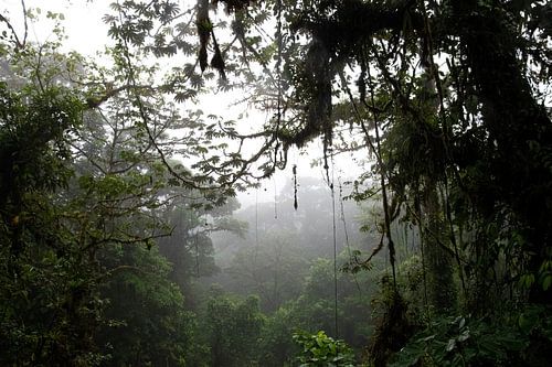 La forêt des nuages à Arenal