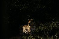 Sudden encounter with a leopard by Leen Van de Sande thumbnail