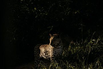 Plötzliche Begegnung mit einem Leoparden von Leen Van de Sande