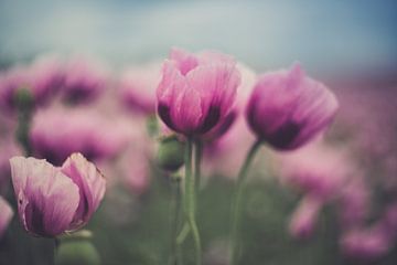 Papaver van Caroline Meister