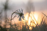 gefrorenes Gänseblümchen am Morgen von Tania Perneel Miniaturansicht