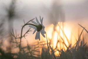 gefrorenes Gänseblümchen am Morgen