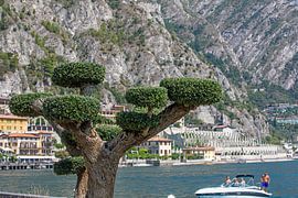 Limone sul Garda - Gardameer van t.ART