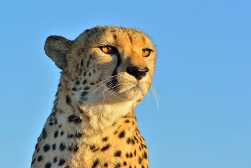 Guépard