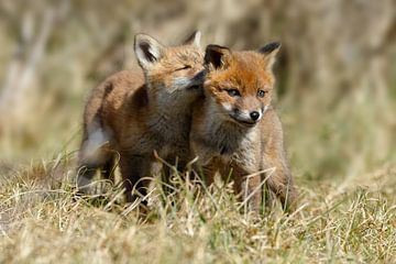 Red fox cubs sur Menno Schaefer
