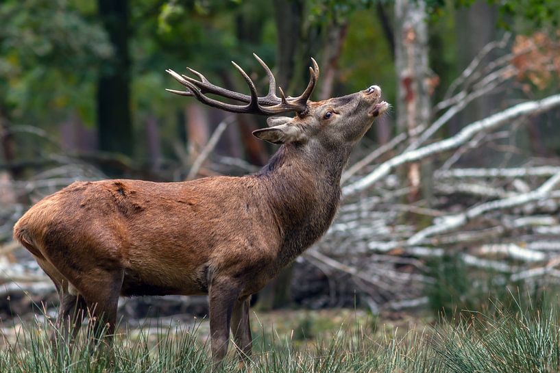 Red Deer by Heiko Lehmann