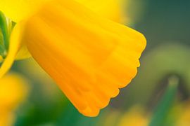 Narcis by Melle van der Wildt