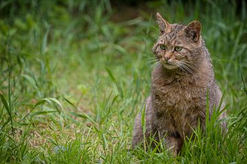 Close-up portret van een Europese Wilde Kat van Wildlife Designs