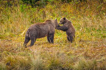 Bruine beer; moeder met jong van Chris Stenger