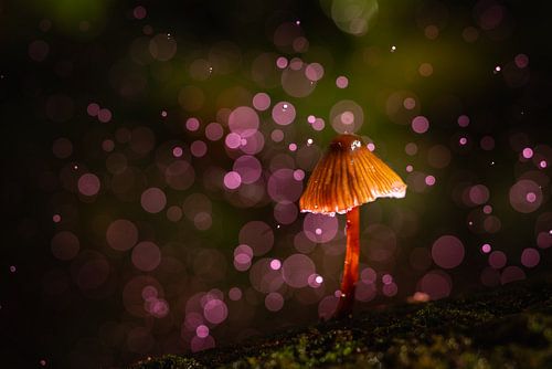 The mystery of the Mycena mushroom by C'est la Vie de Jurgen
