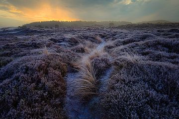 Gespleten pad tussen de heide van peterheinspictures