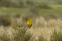 Wevervogel