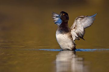 Tufted Duck ( Aythya fuligula ) flapping its wings, spreading wings wide open like an angel, wildlif van wunderbare Erde