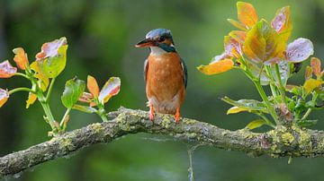 IJsvogel op tak van Wim van der Meule