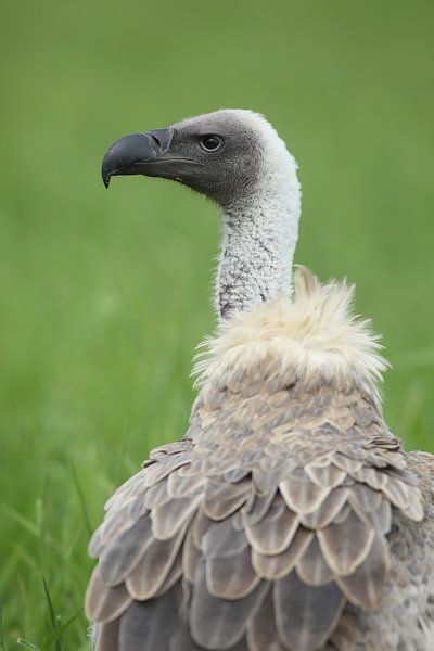 Witruggier (Gyps africanus) van Ronald Pol