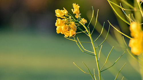 Zoom sur la fleur