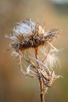 Dry flower