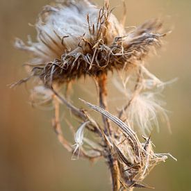 Dry flower by Mattijs kuiper