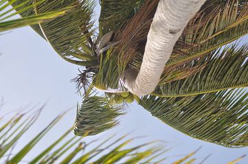 Palmboom 2 van Koen Venneman
