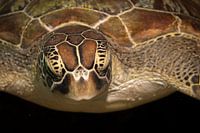 Seaturtle, Kapalai island in Malaysia