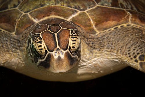 Tortues de mer, L’île de Kapalai en Malaisie