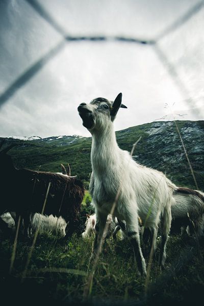 Norwegian goat leader van Jip van Bodegom
