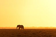 Elefant auf der Suche nach Wasser von Damien Franscoise Miniaturansicht