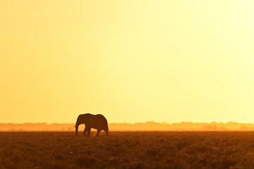 Elephant looking for water by Damien Franscoise