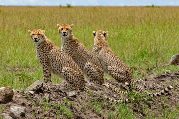 3 cheetahs van Peter Michel