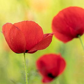 Coquelicots sur D. Henriquez